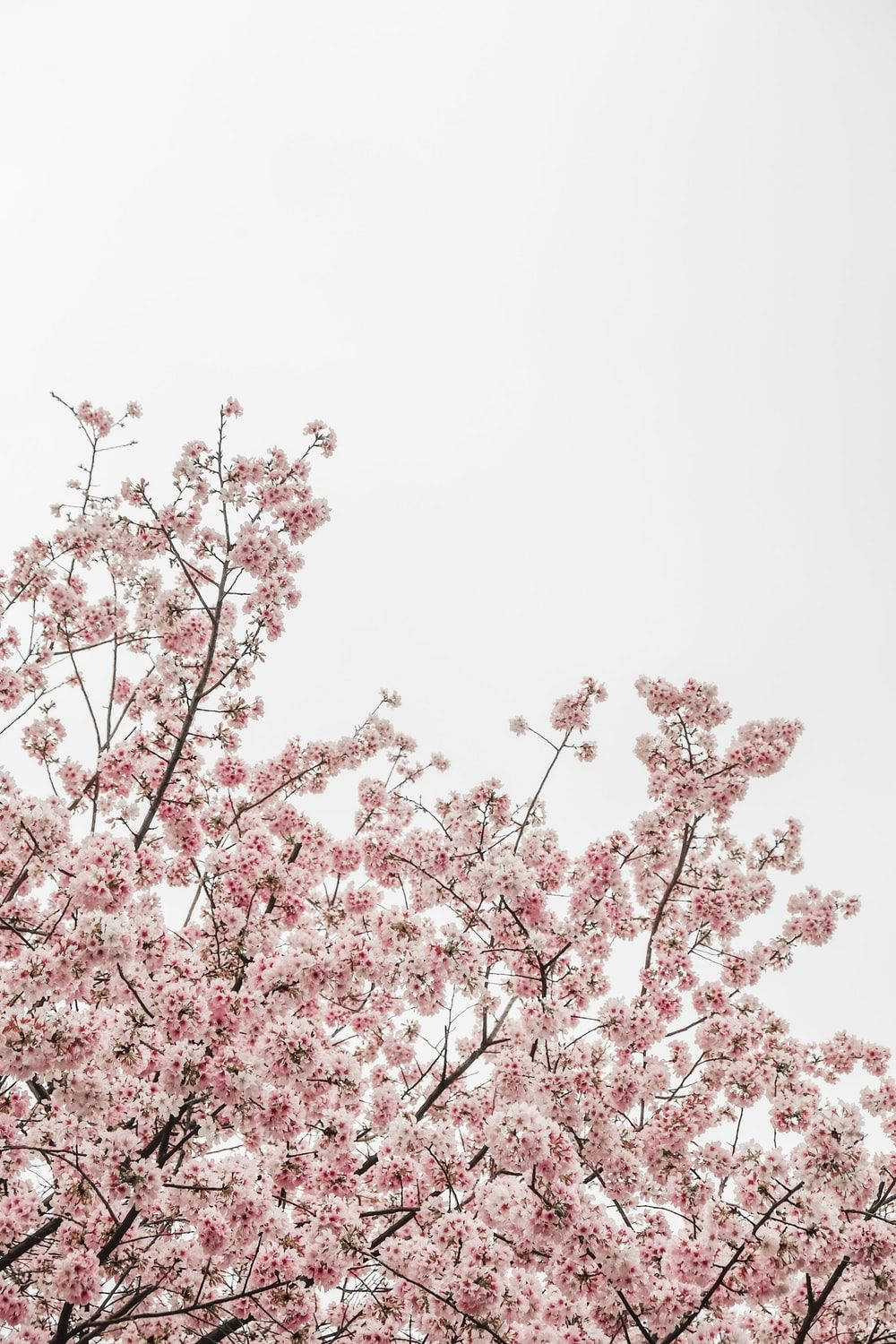 A brilliant sky of pink sakura blossoms Wallpaper
