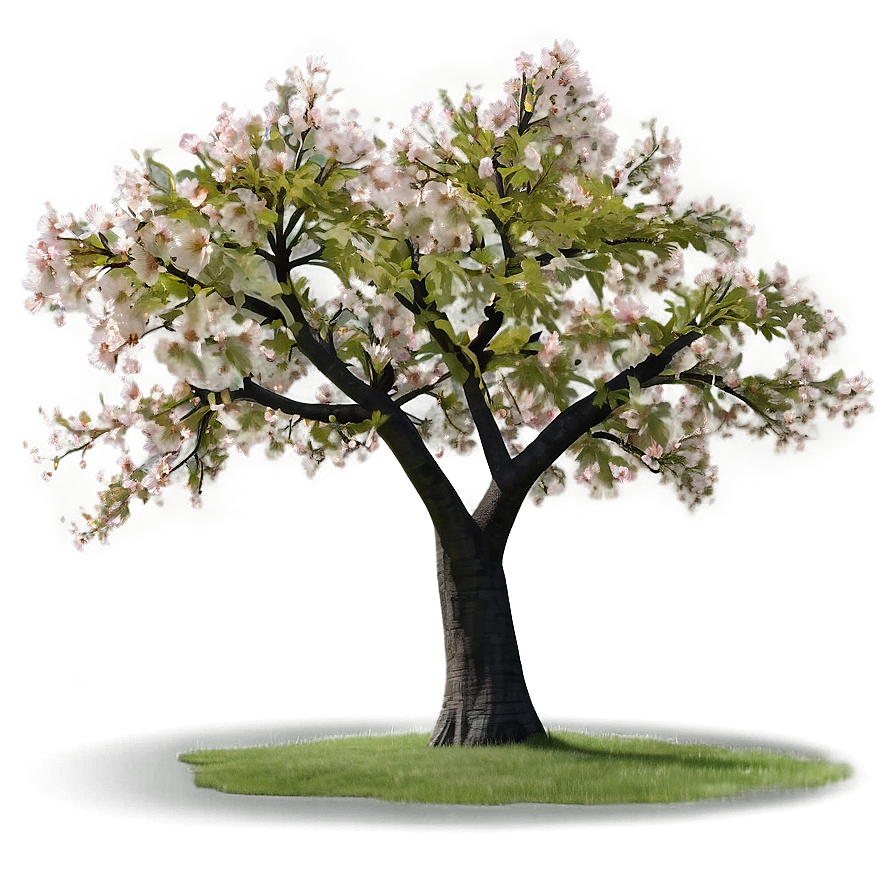 Sakura Tree With Farmhouse Scenery Png 06122024 PNG