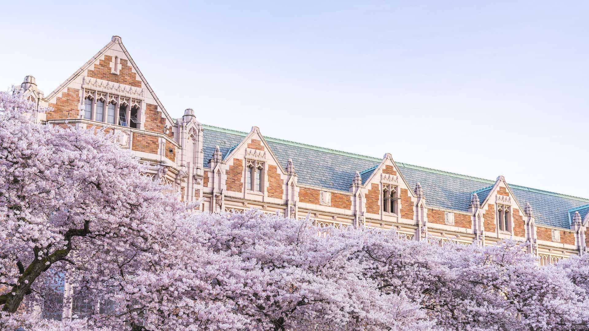 Sakura Trees And Building University Of Washington Wallpaper