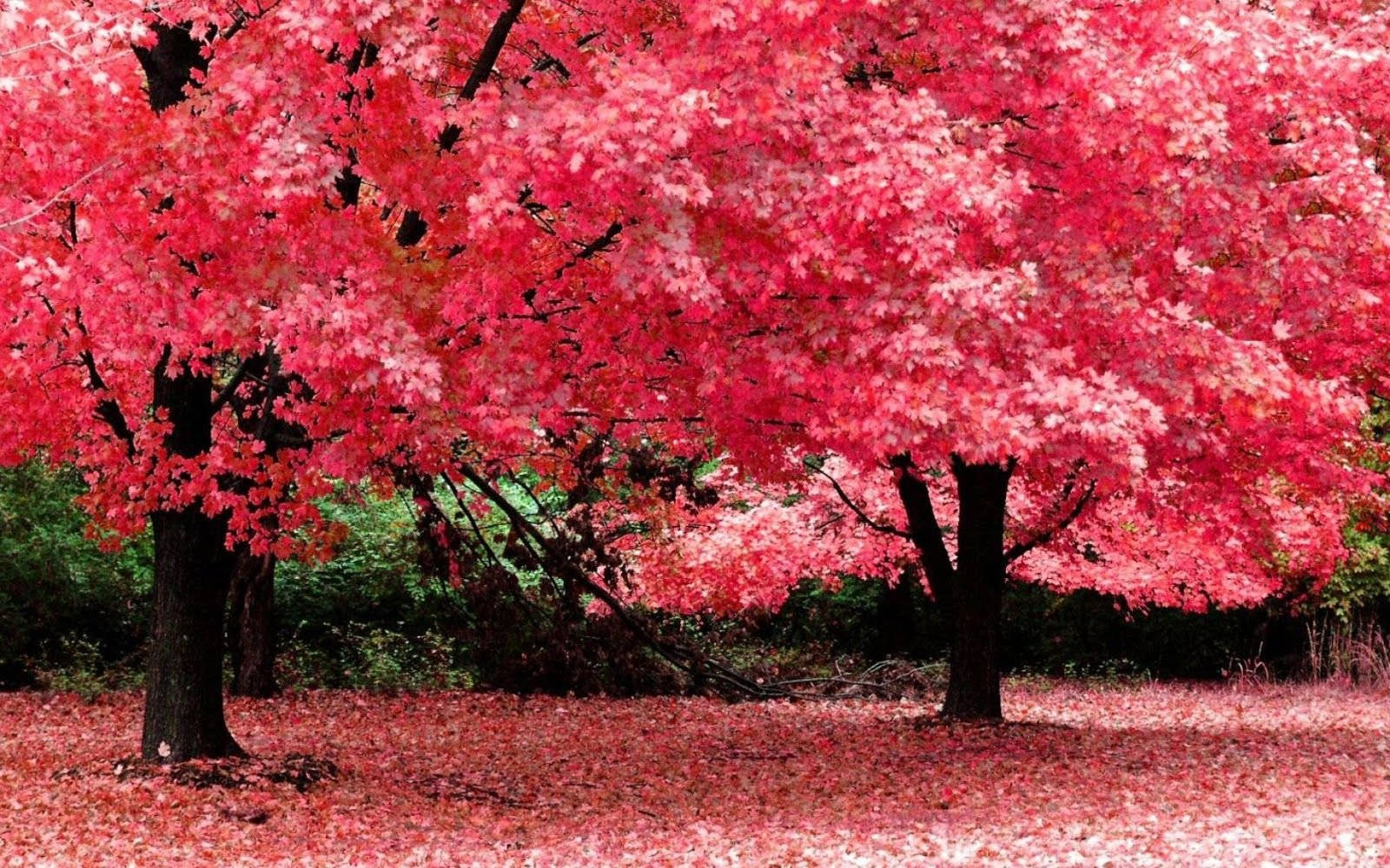 Árbolesde Sakura En Pantalla Completa Para Escritorio En Alta Definición. Fondo de pantalla