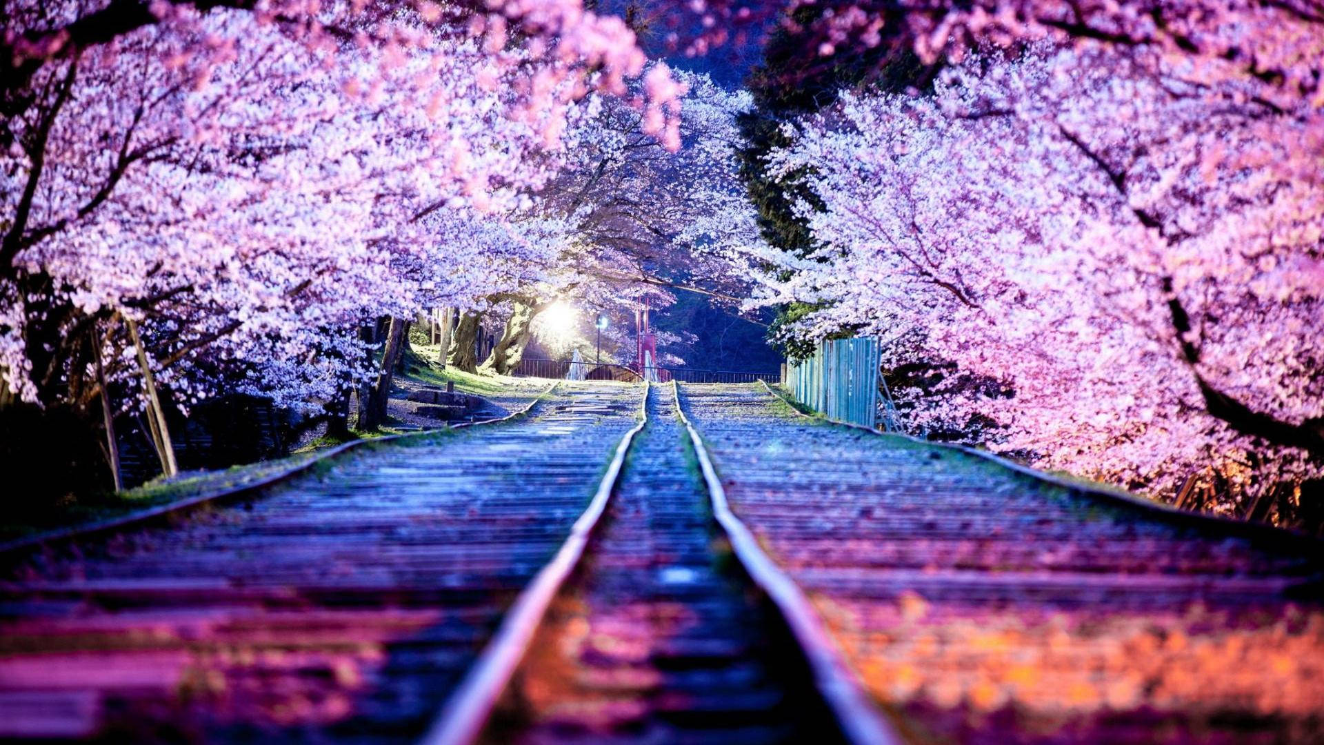 Pink petals of the cherry blossoms reach across a railroad. Wallpaper
