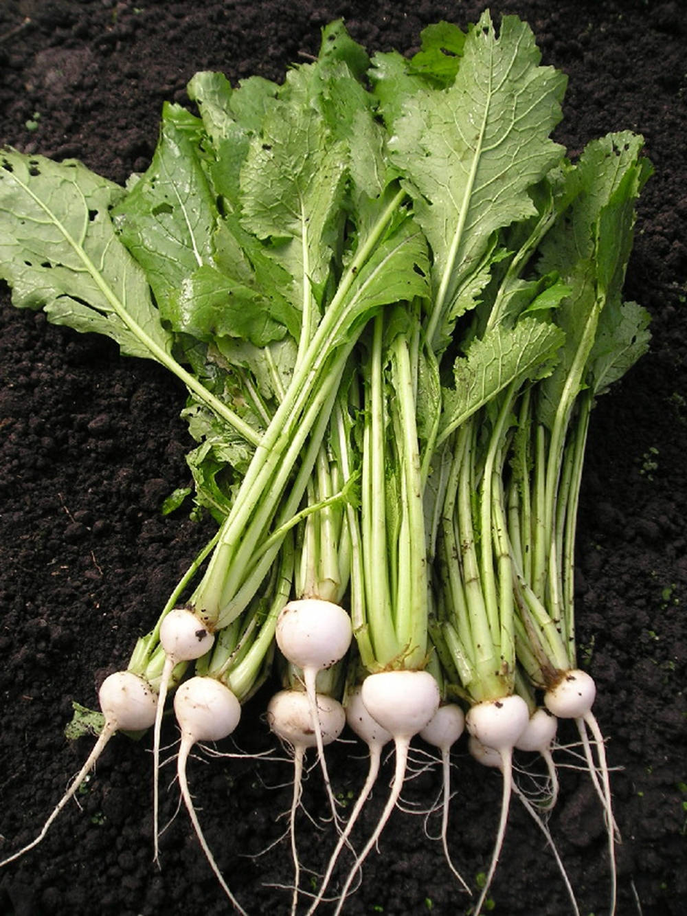 Salad Turnip Healthy Vegetables Wallpaper