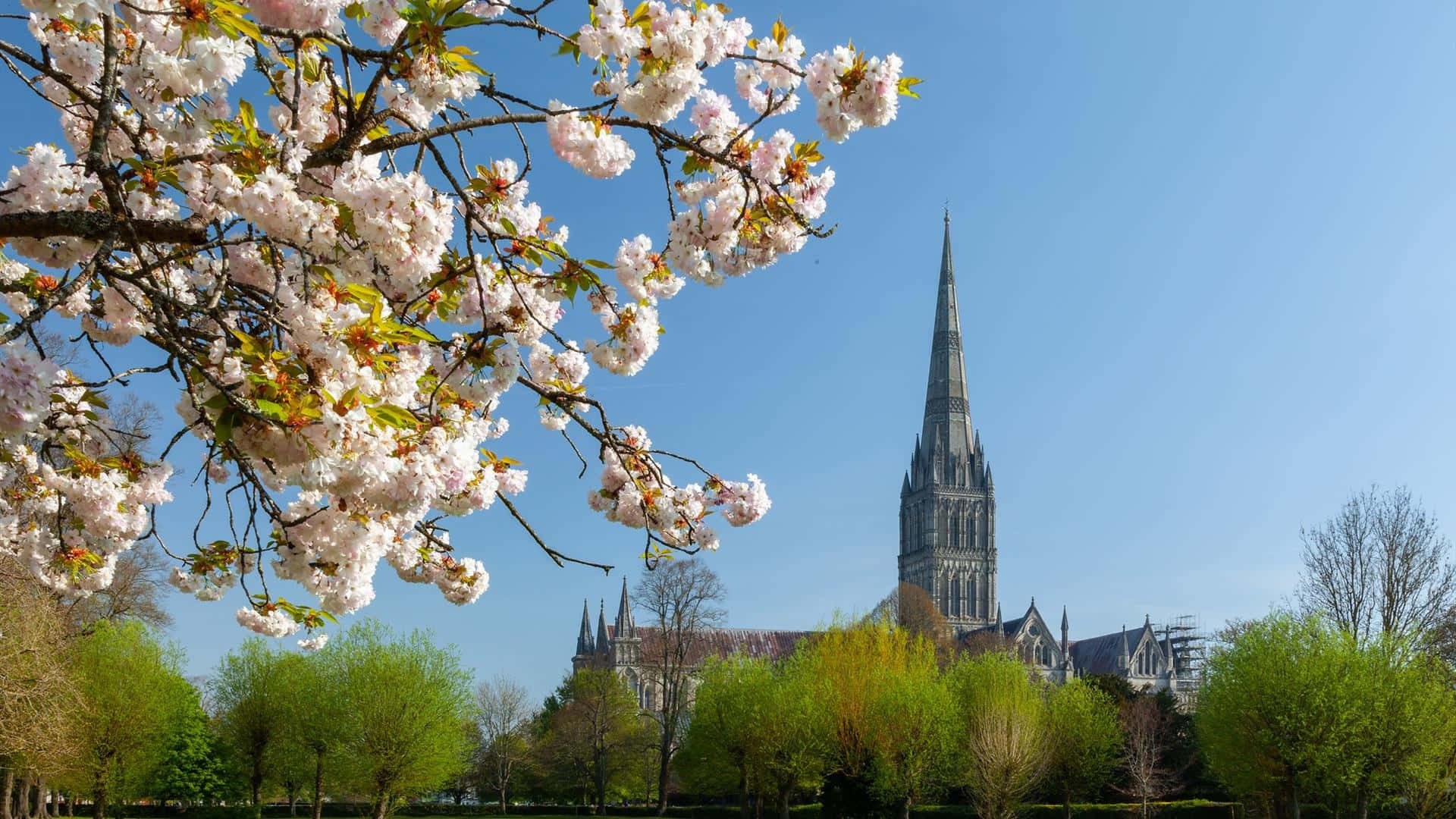 Salisbury Cathedral Spring Blossoms Wallpaper