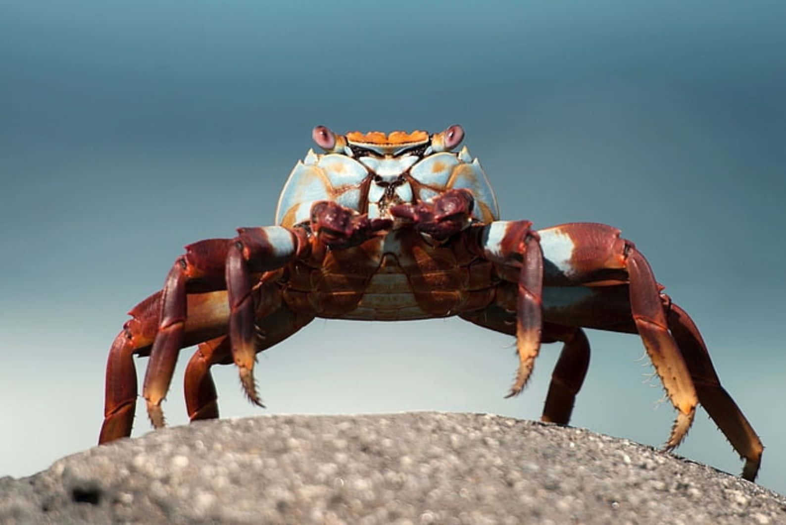 Sally Lightfoot Crab Standing Wallpaper