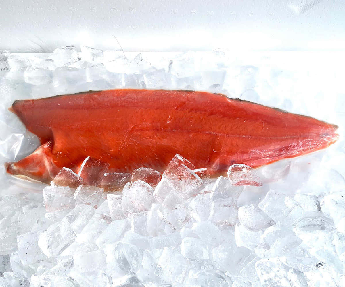 Jumping salmon in a clear river