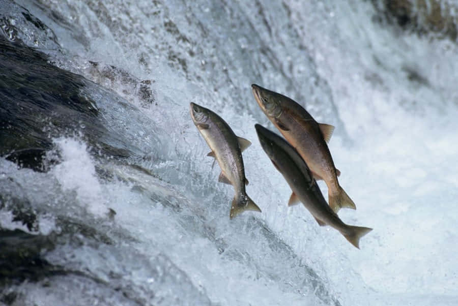 Salmon Leaping Upstream.jpg Wallpaper