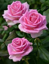 Laks pink rose blomster tapet Wallpaper