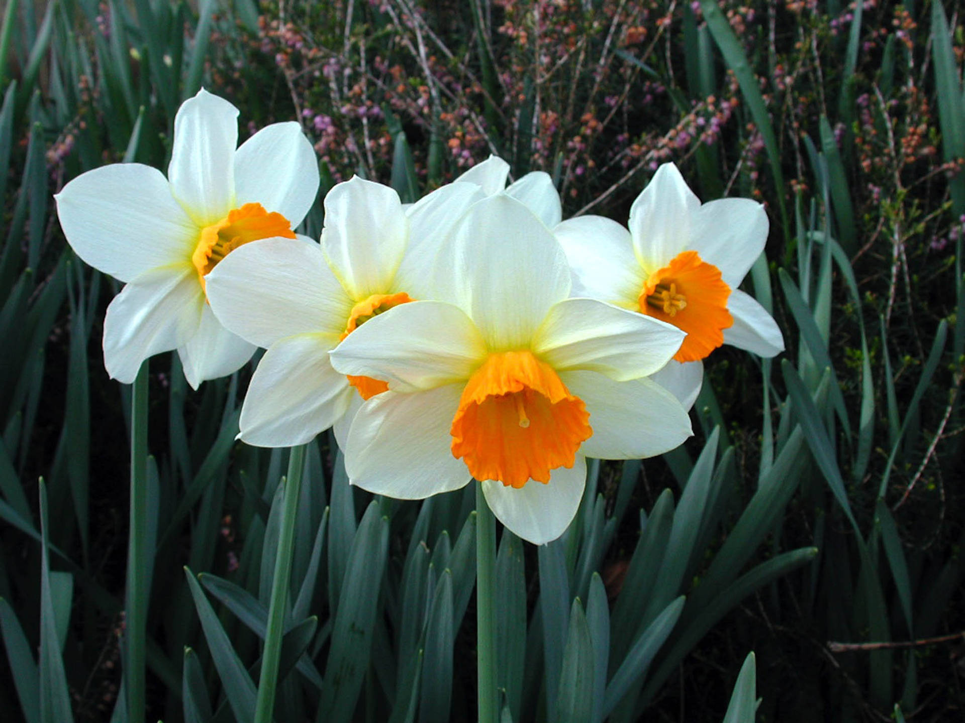 Salome Narcissus Flower Wallpaper
