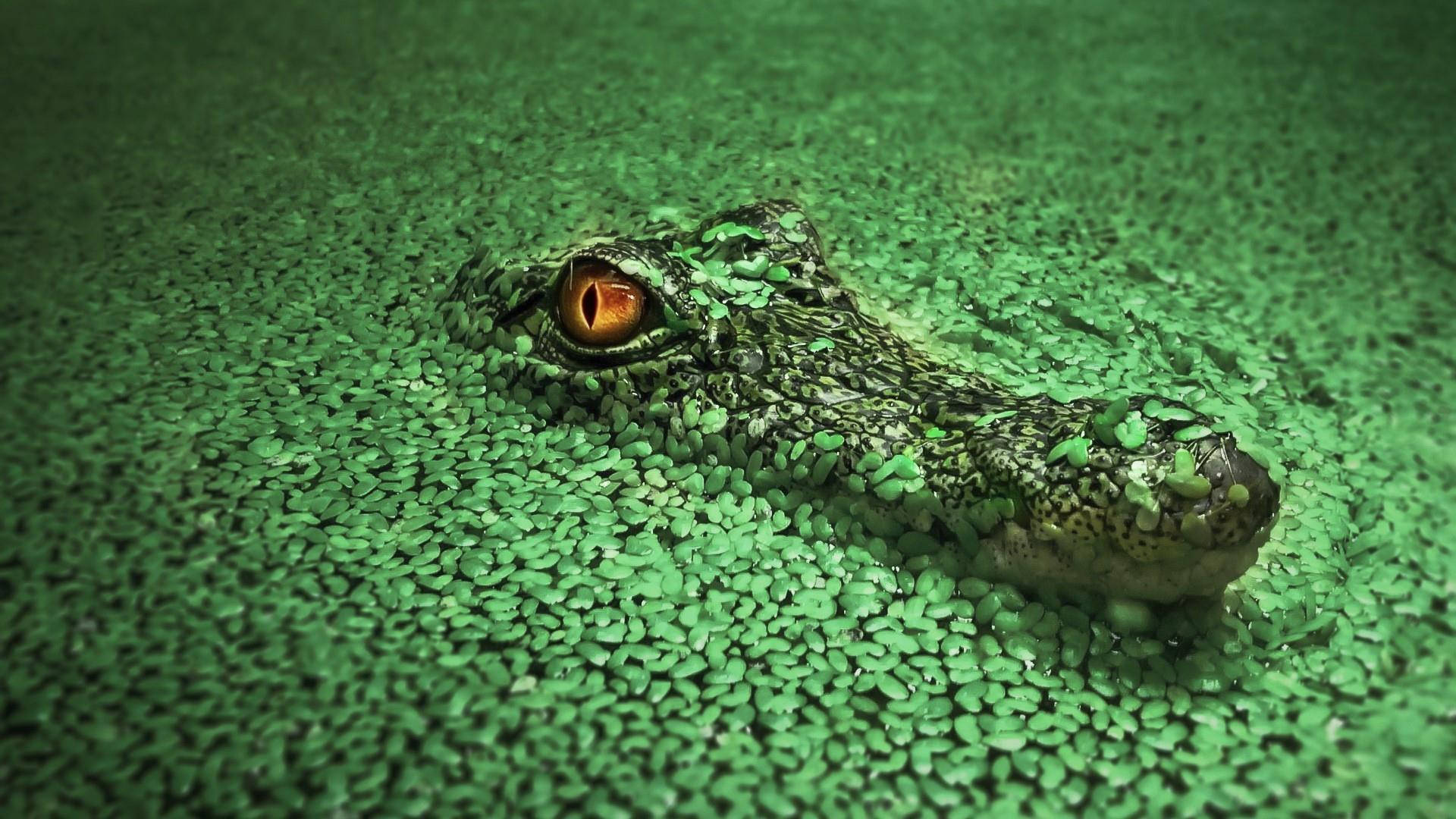 Saltwater Alligator Eyes Wallpaper