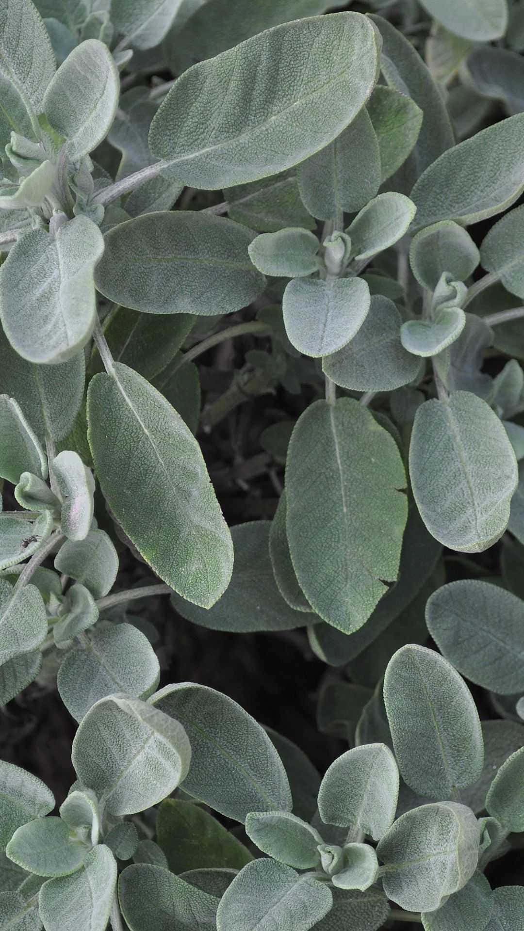 Salviagröna Bilder