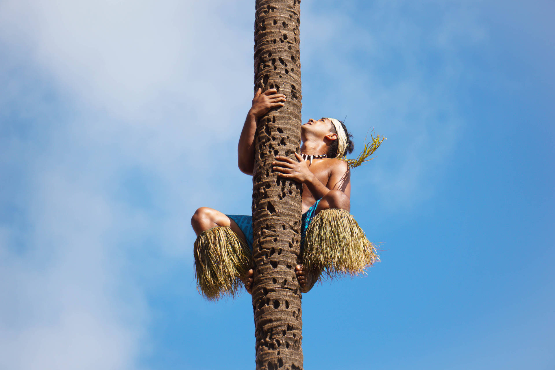 Samoanativo En Un Árbol De Coco Fondo de pantalla