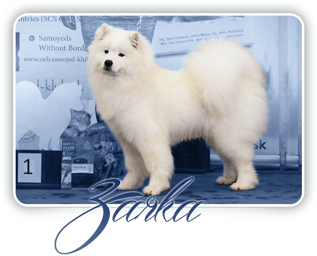 Samoyed Dog Show Winner PNG