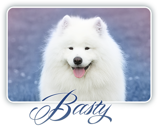 Samoyed Dog Smiling Basty PNG