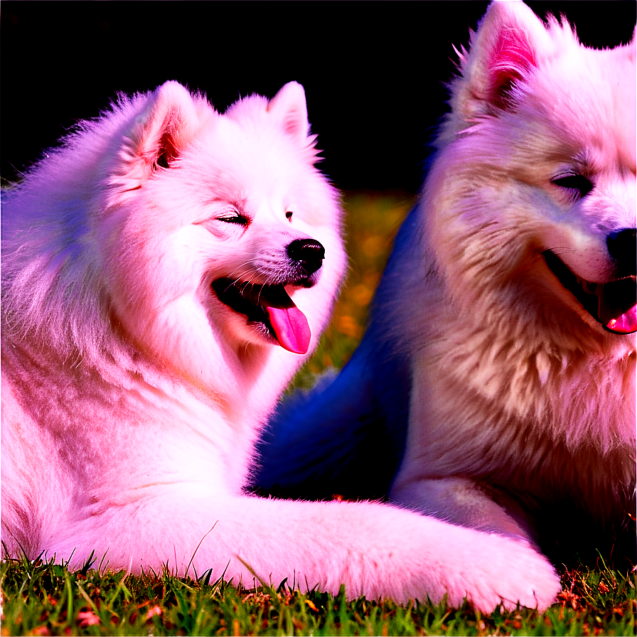 Download Samoyed Enjoying Sunshine Png Bxa | Wallpapers.com