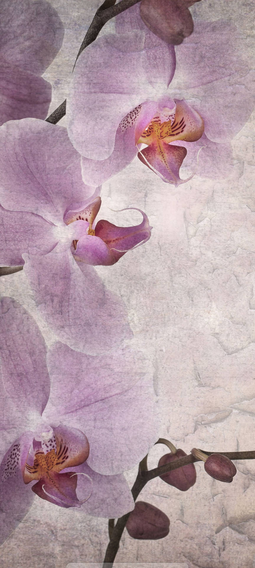Samsung A51 Purple Flowers Wallpaper