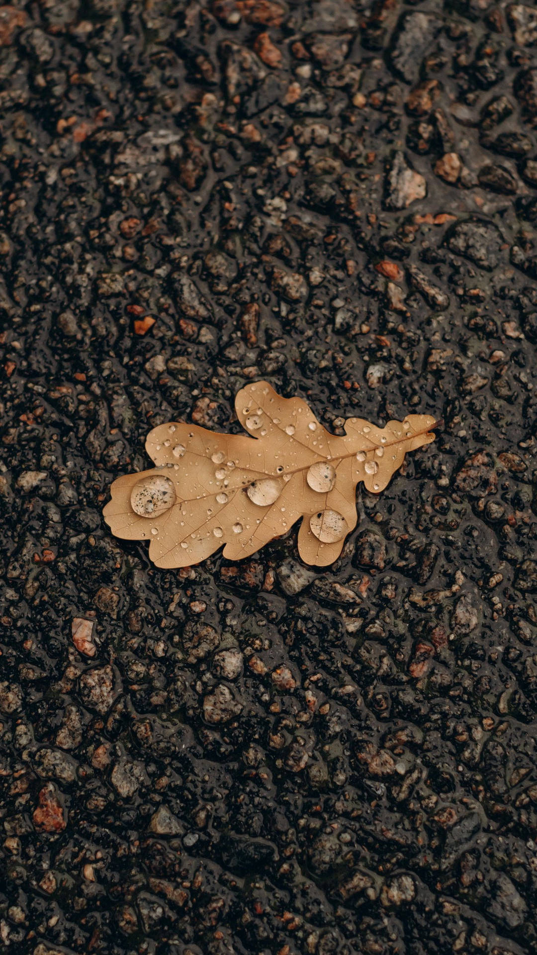 Samsung A51 Wet Autumn Leaf On Ground Wallpaper