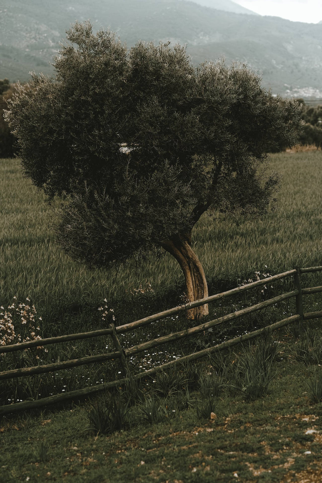 Campo Di Erba Dell'albero Piegato Samsung Galaxy 4k Sfondo