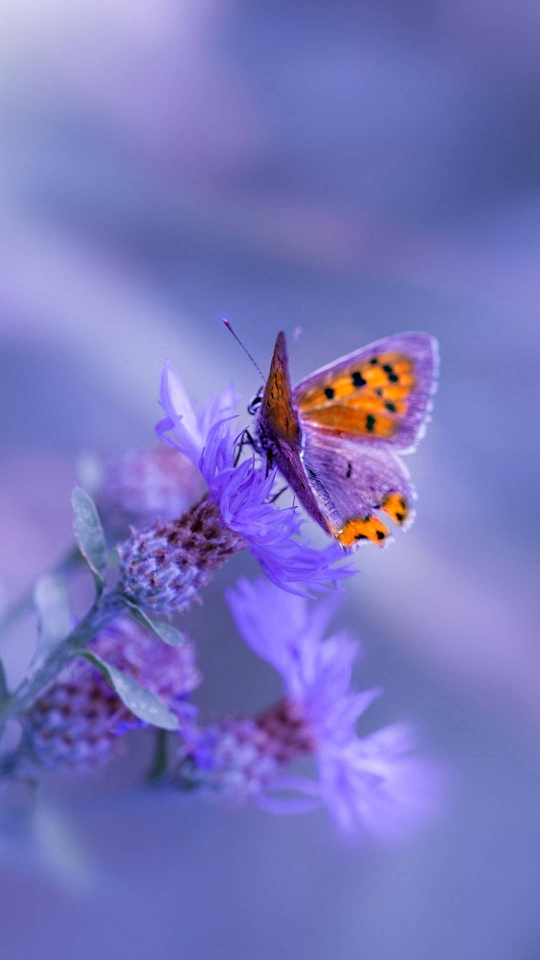 Samsung Galaxy 4k Purple Butterfly Wallpaper