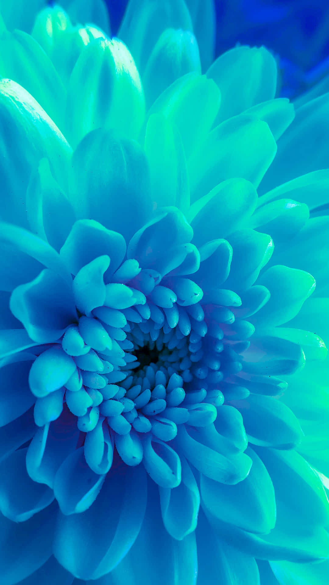 A Blue Flower With A Blue Background Wallpaper