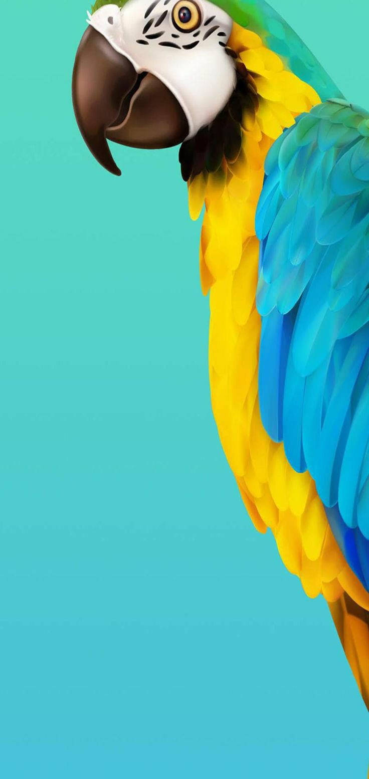 Samsung Galaxy S20 Macaw Bird Wallpaper
