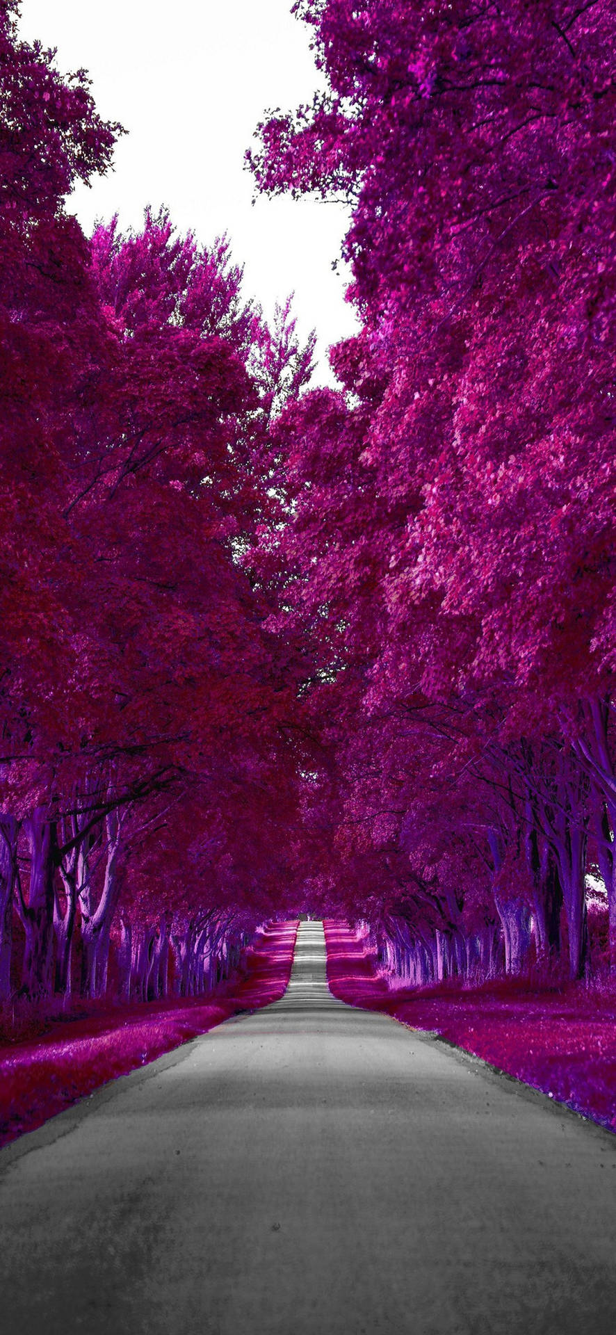 Samsung Galaxy S22 Purple Autumn Wallpaper