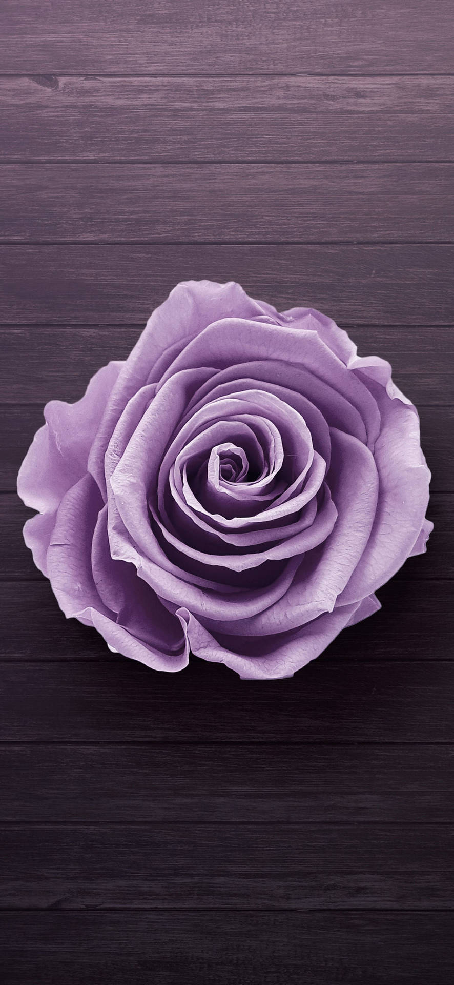 Samsung Galaxy S22 Purple Rose Wallpaper