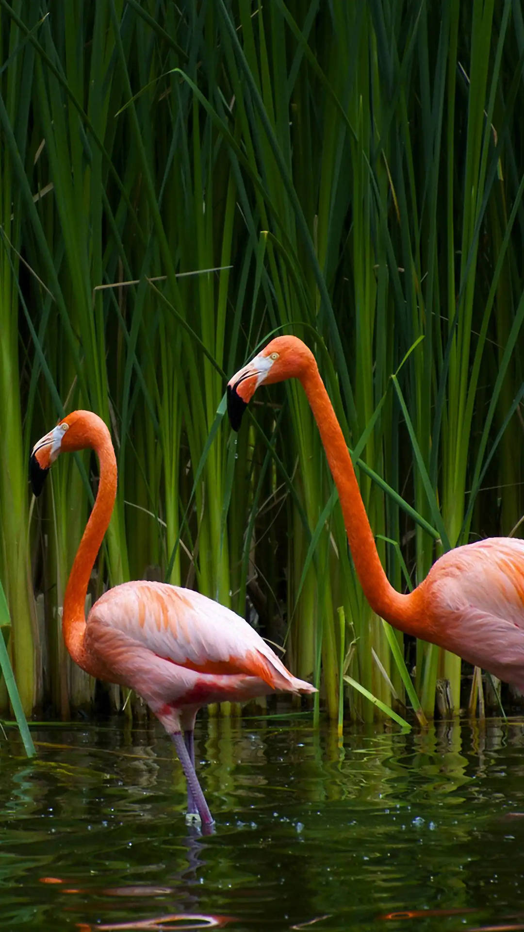 Samsung Galaxy S6 Edge Flamingos Wallpaper