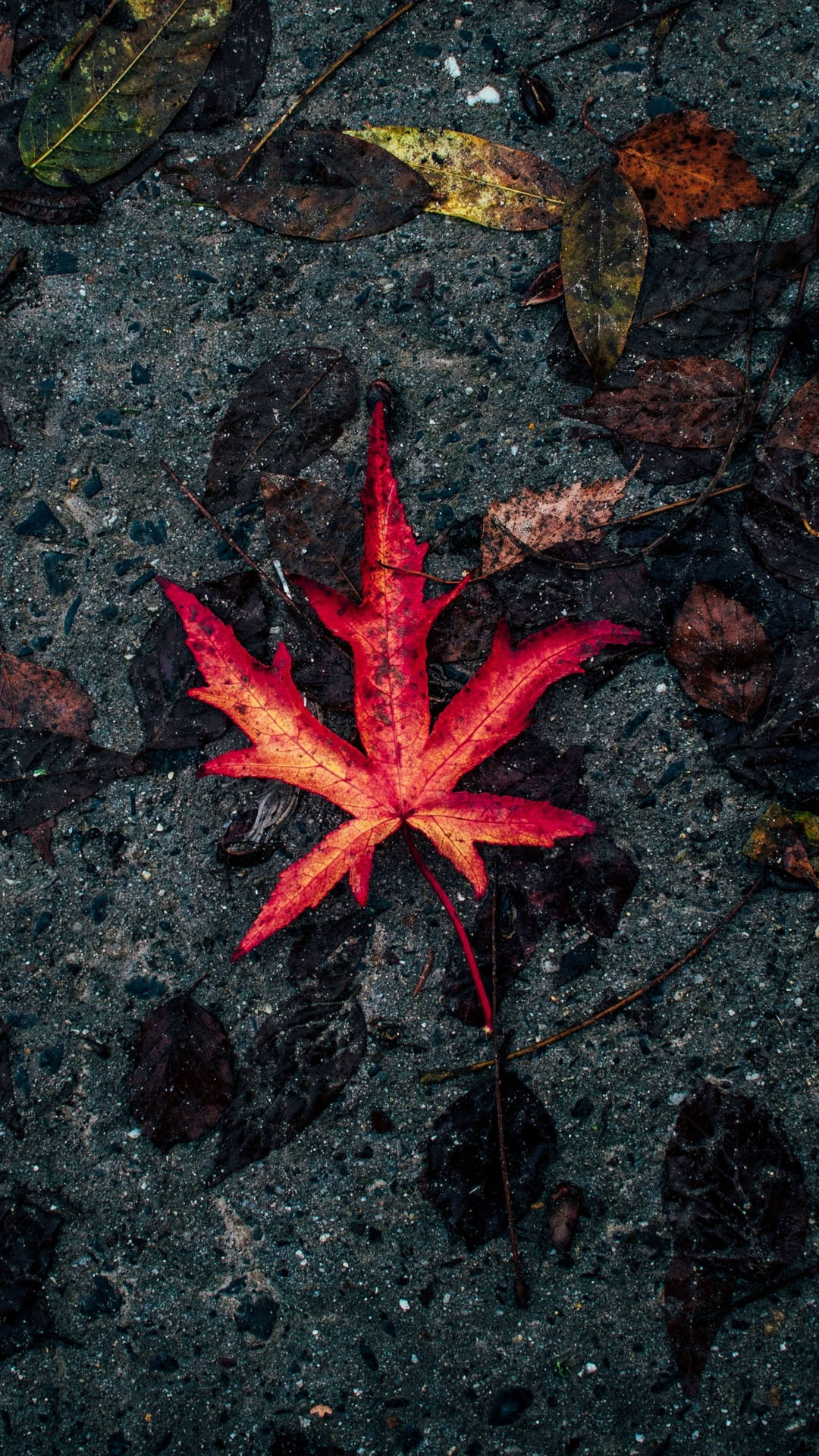 Samsung Galaxy S7 Edge Red Autumn Leaf Wallpaper