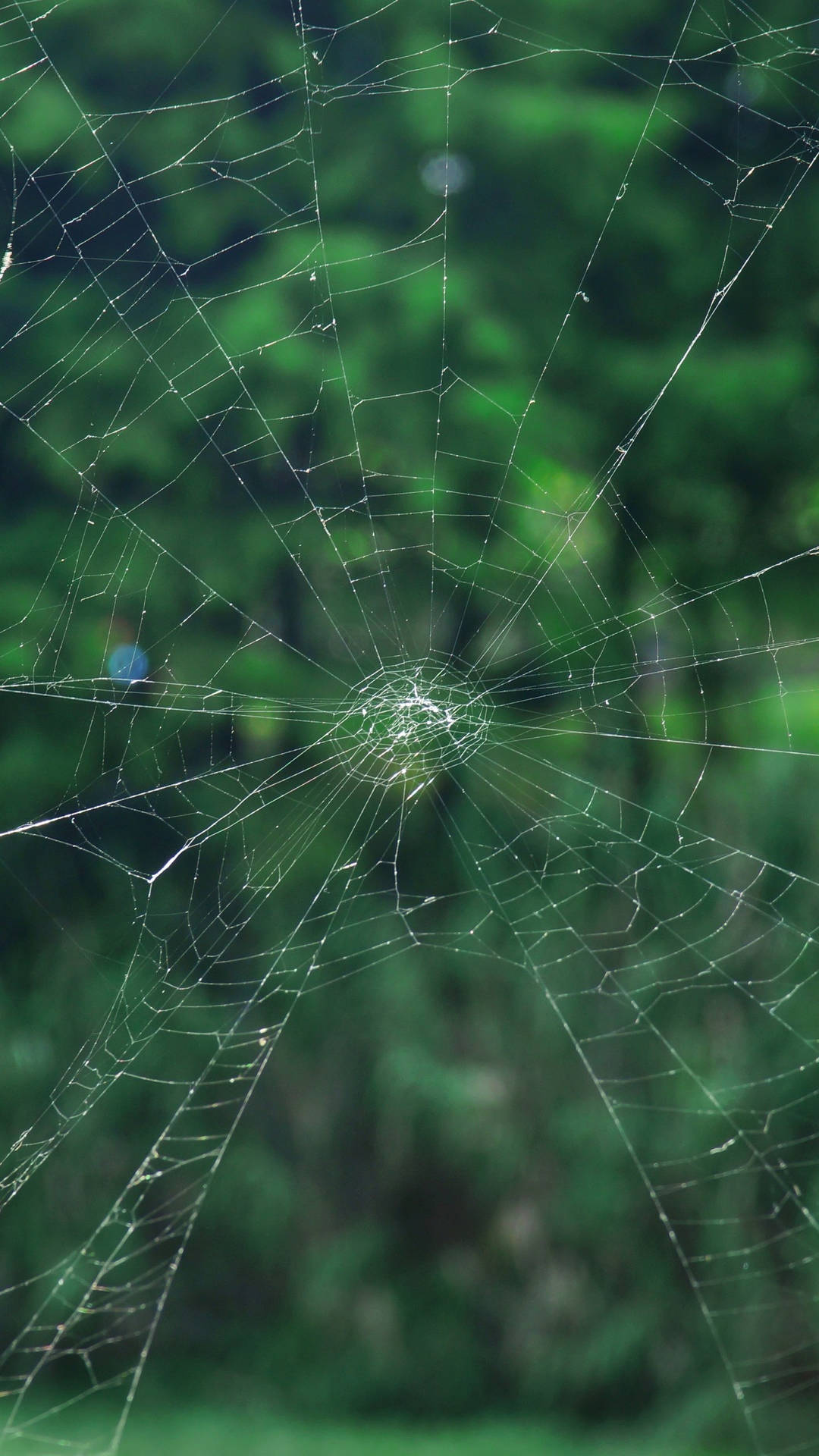 Samsung Galaxy S7 Edge Spiderweb Wallpaper