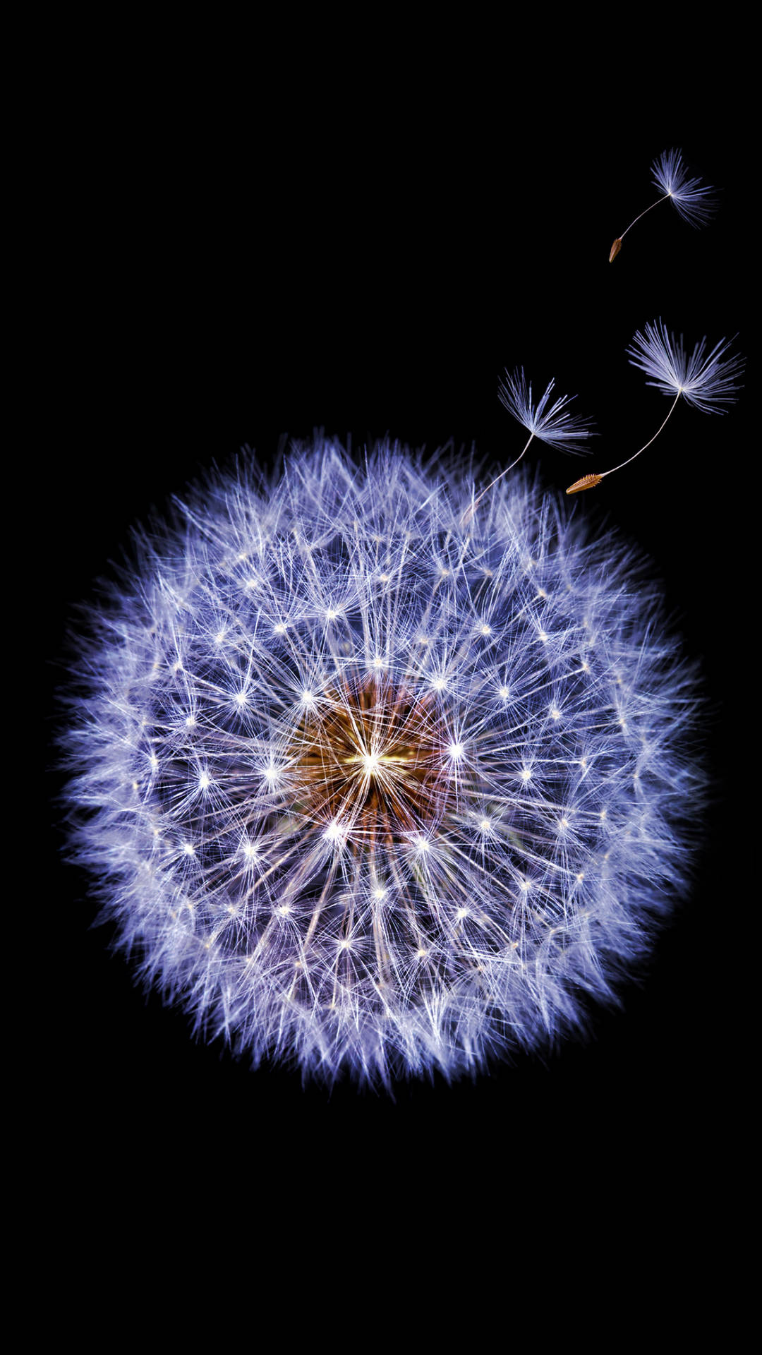 Samsung Galaxy S9 Dandelion Flower Picture