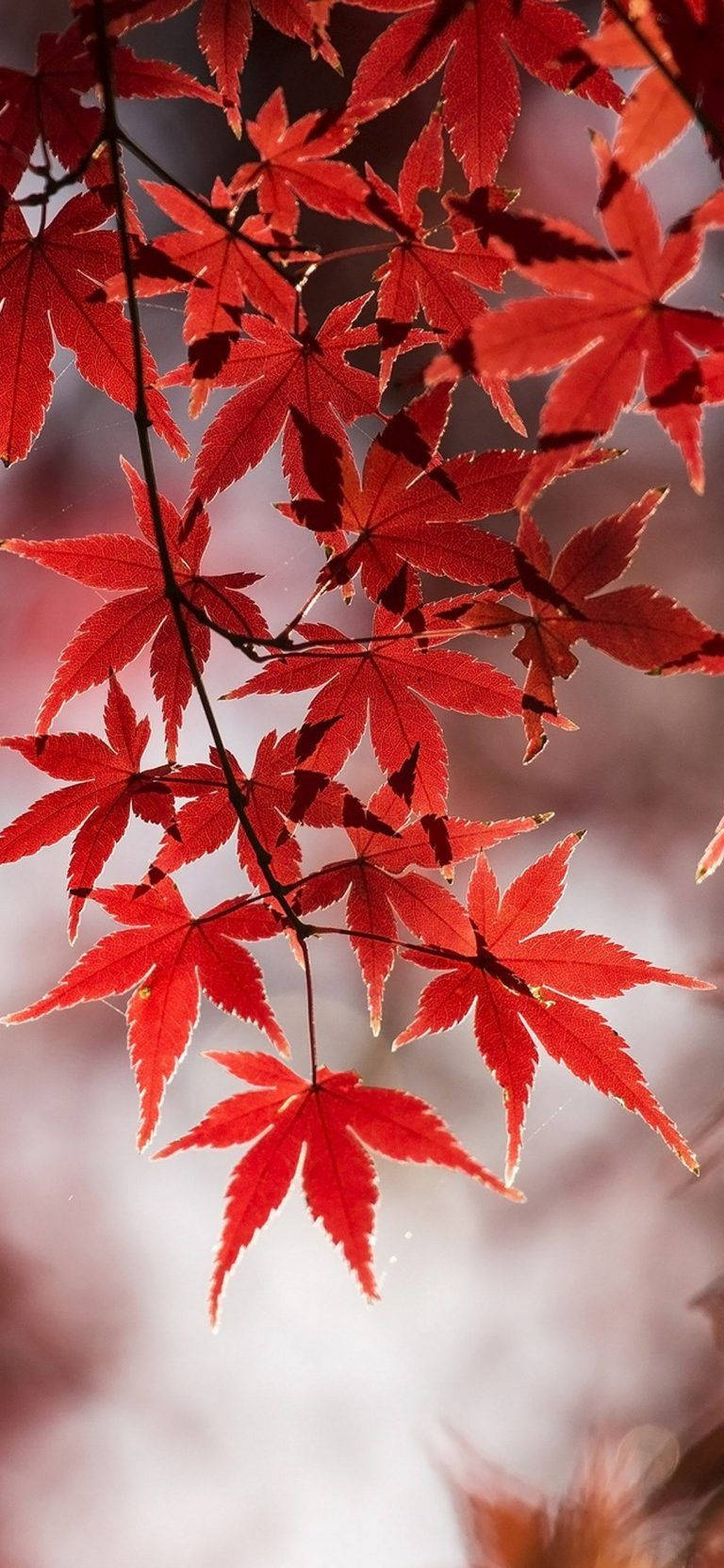 Samsung M21 Red Leaves