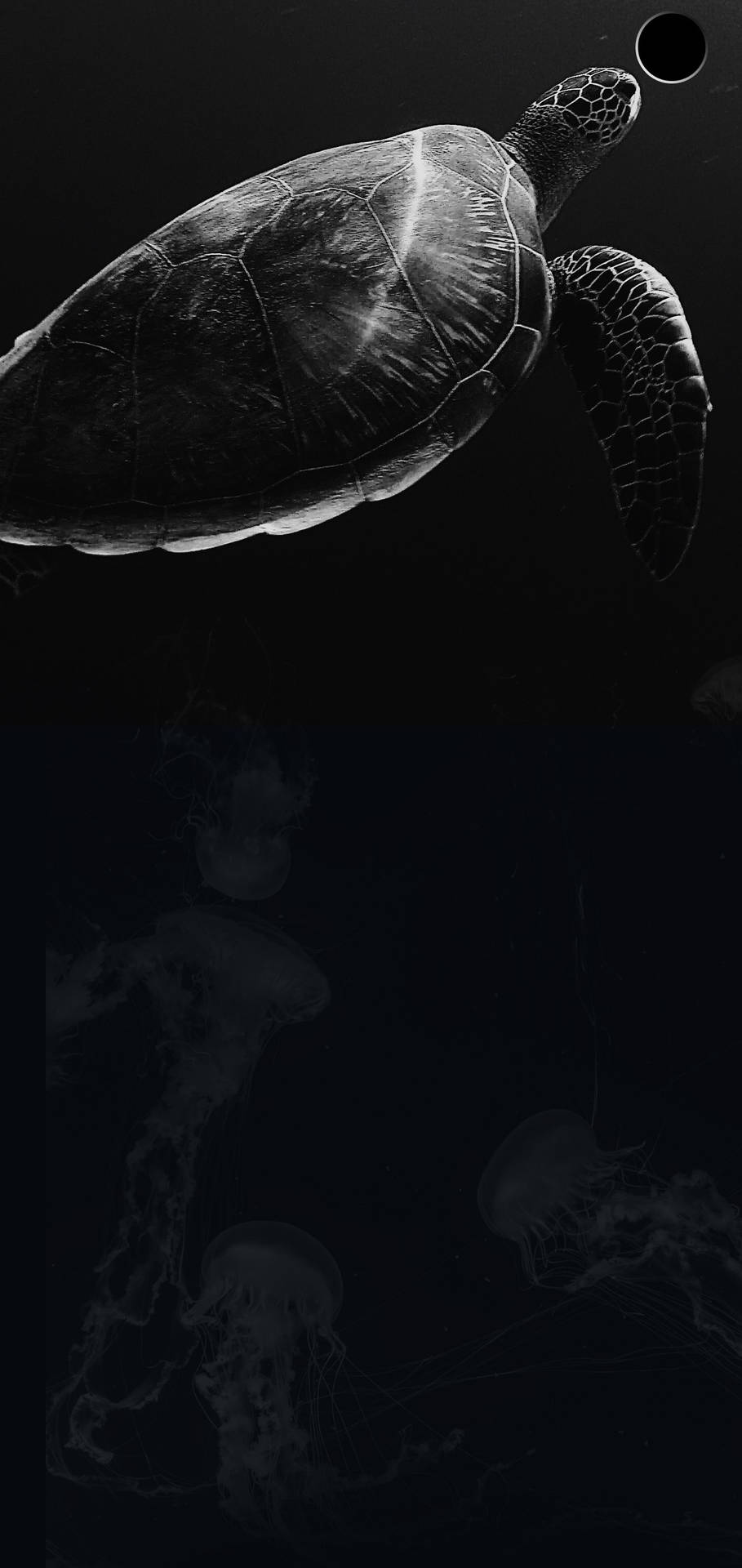 Samsungs10 Meeresschildkröte Wallpaper