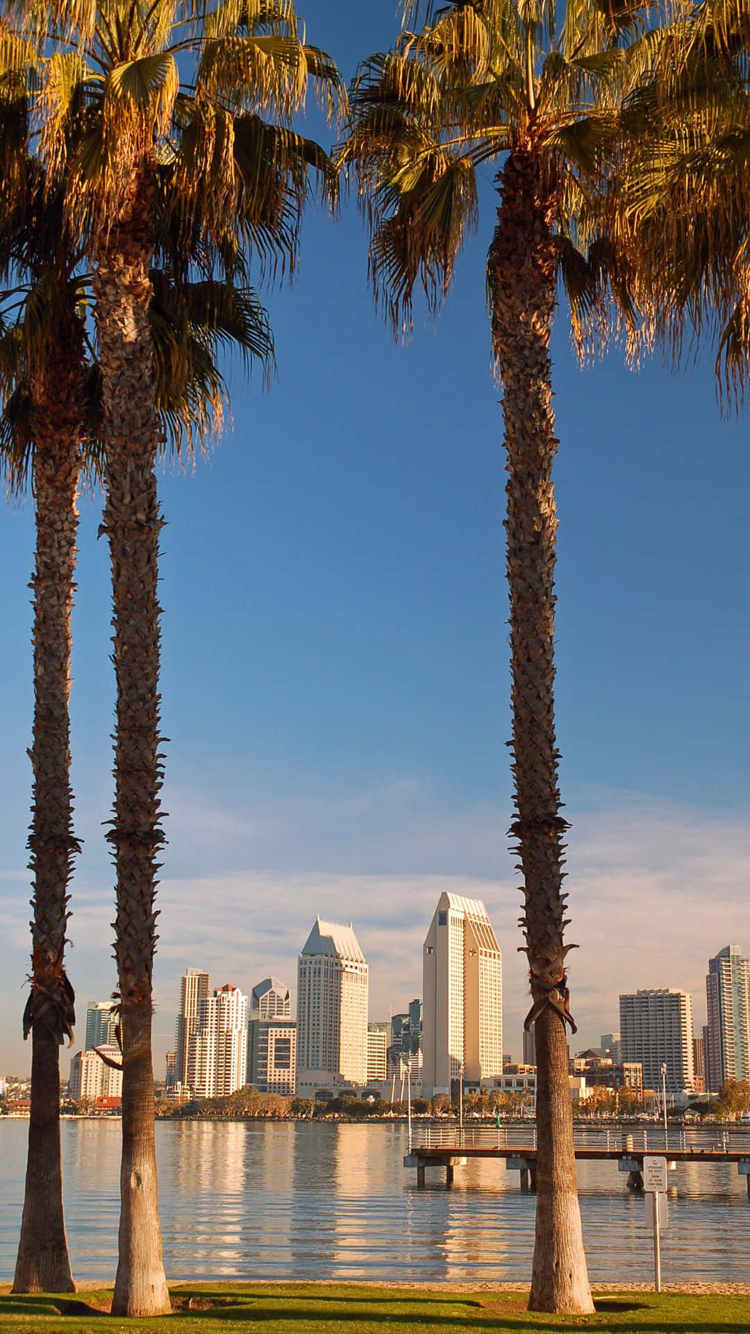 Sandiego Iphone Palm Tree In Skyline: San Diego Iphone Palmträd Mot Skylines Bakgrund. Wallpaper