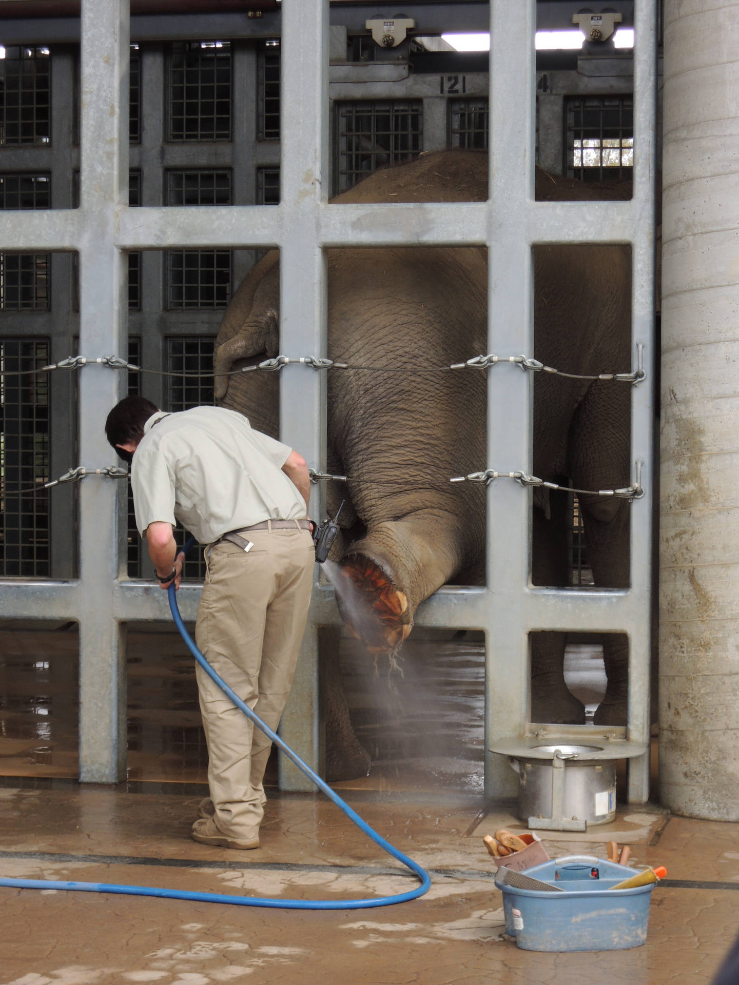 Bañode Pies De Elefante En El Zoológico De San Diego Fondo de pantalla