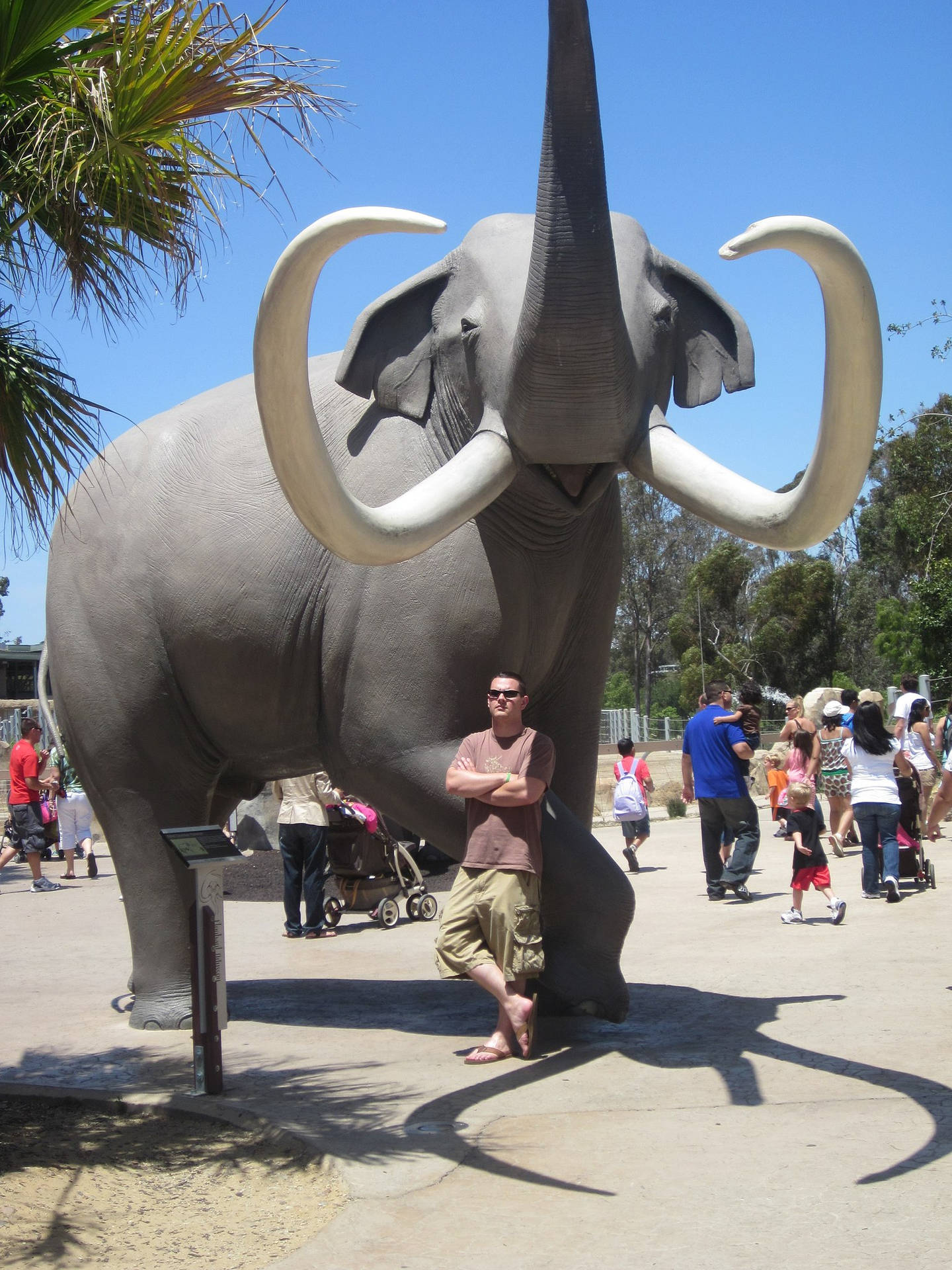 Statuadi Elefante Del San Diego Zoo Sfondo