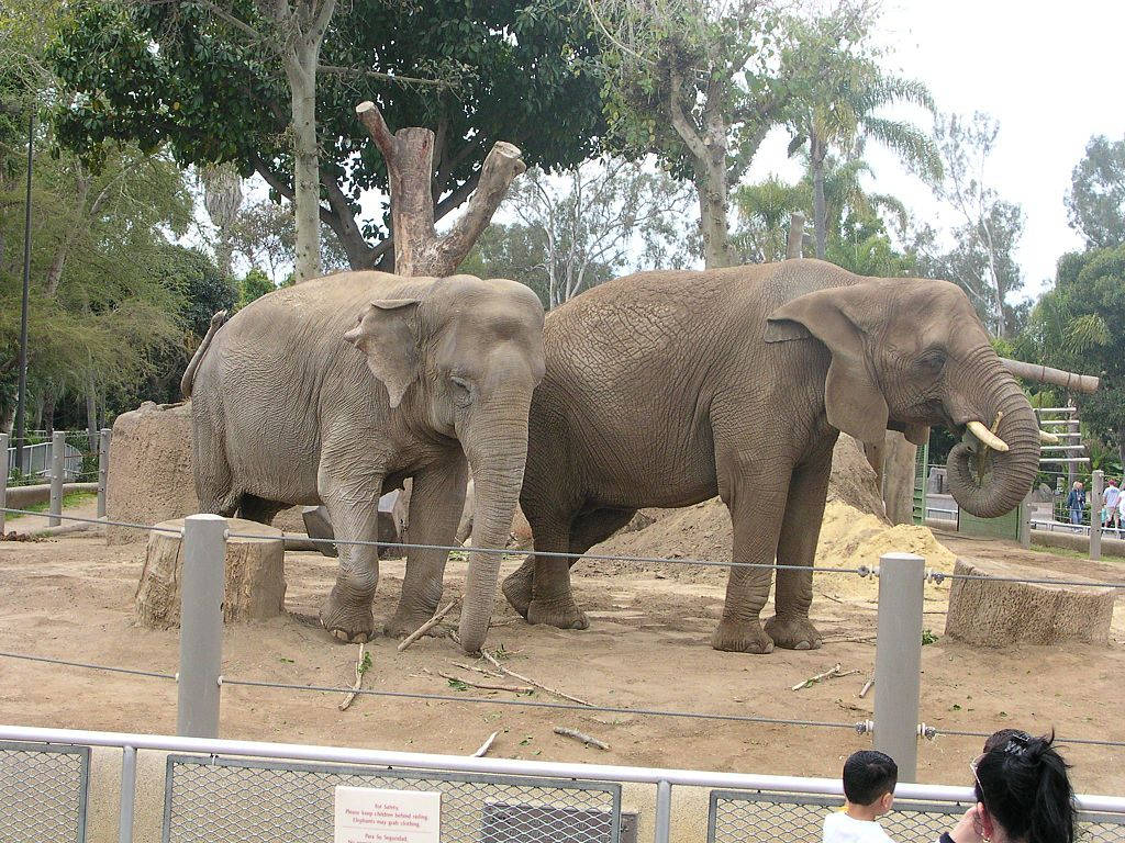 San Diego Zoo Elephants Wallpaper