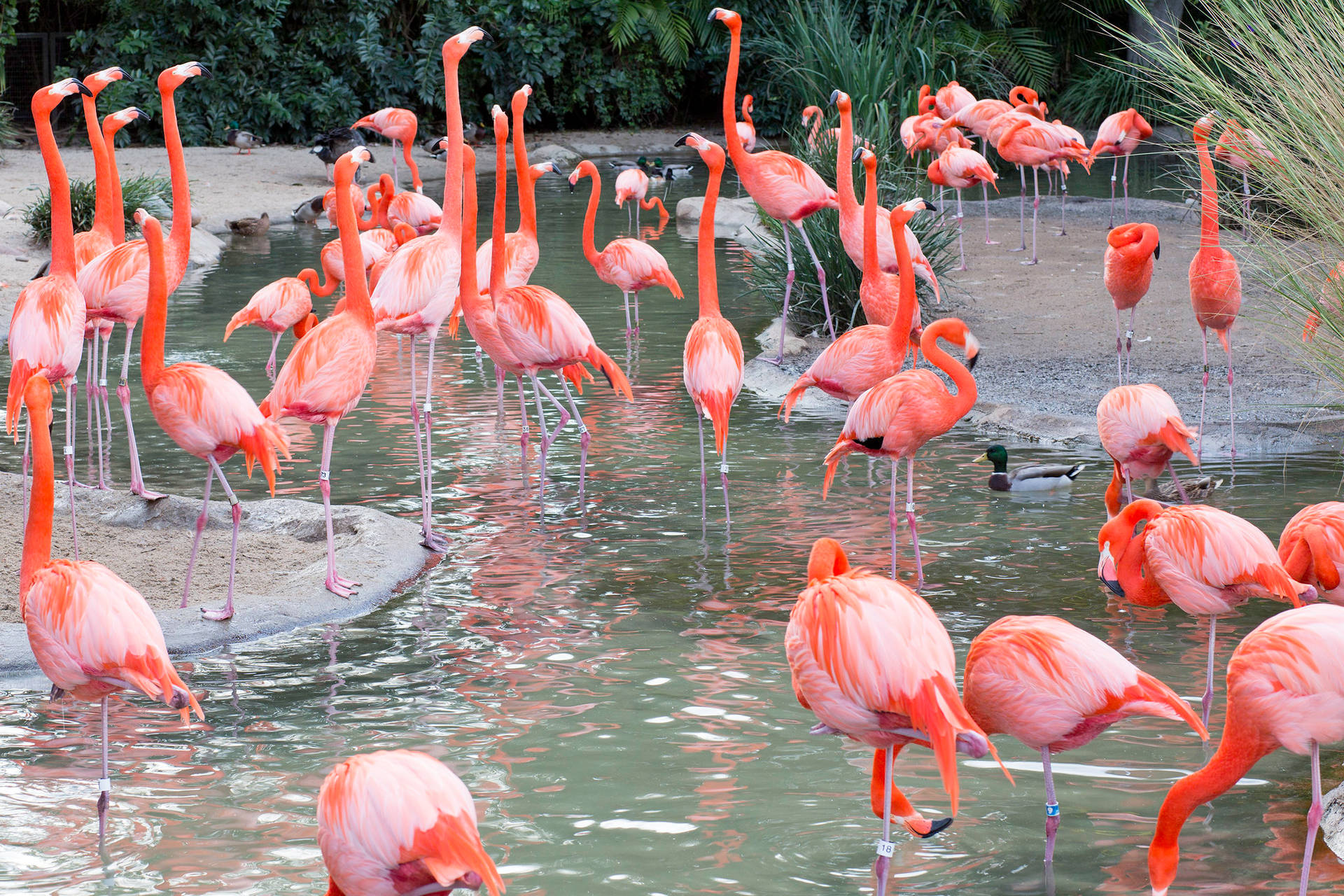San Diego Zoo Flamingo Flock Wallpaper