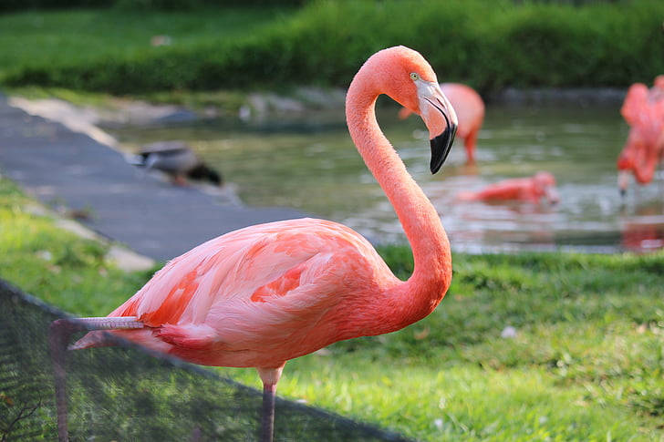 San Diego Zoo Flamingo Wallpaper