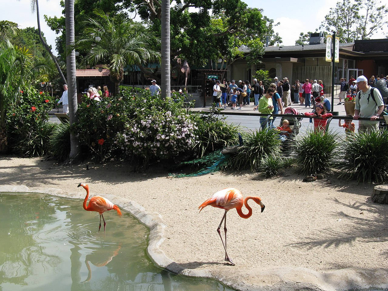San Diego Zoo Flamingos Wallpaper