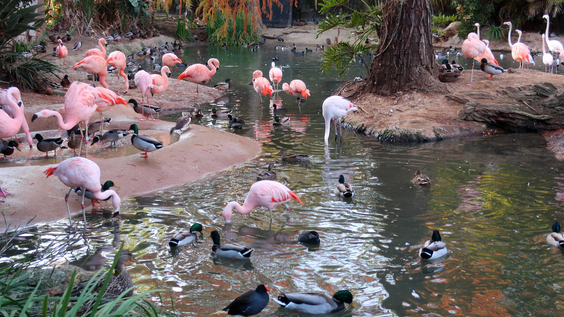 San Diego Zoo Flamingos And Ducks Wallpaper