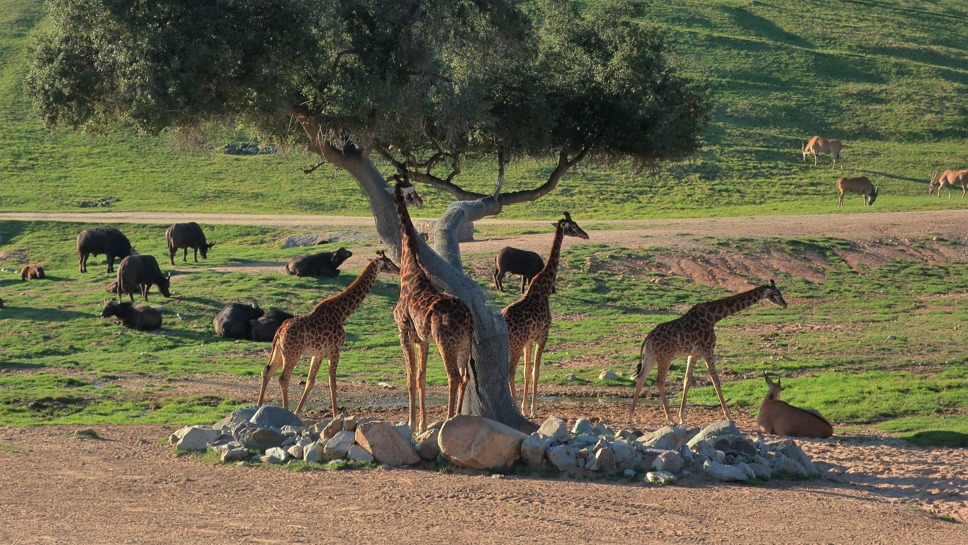 Jirafasdel Zoológico De San Diego. Fondo de pantalla