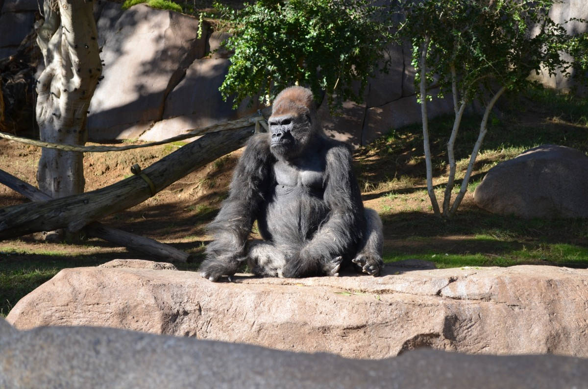 Gorilladello Zoo Di San Diego Sfondo