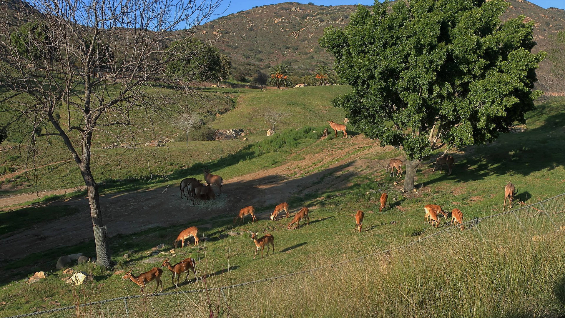 San Diego Zoo Herd Wallpaper