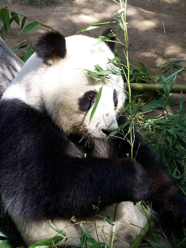 San Diego Zoo Panda Wallpaper