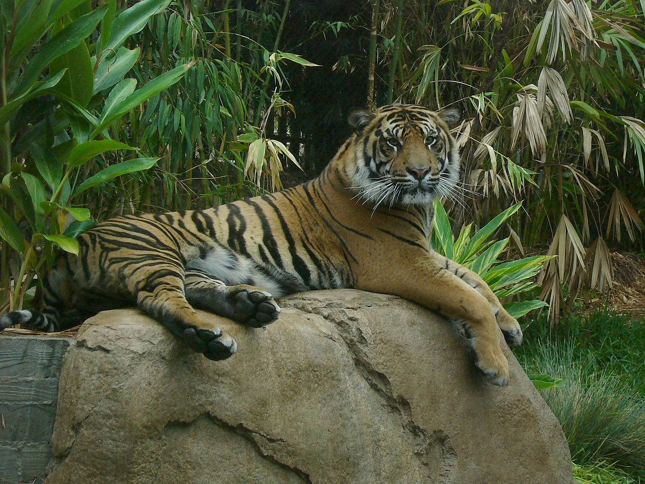 San Diego Zoo Relaxing Tiger Background