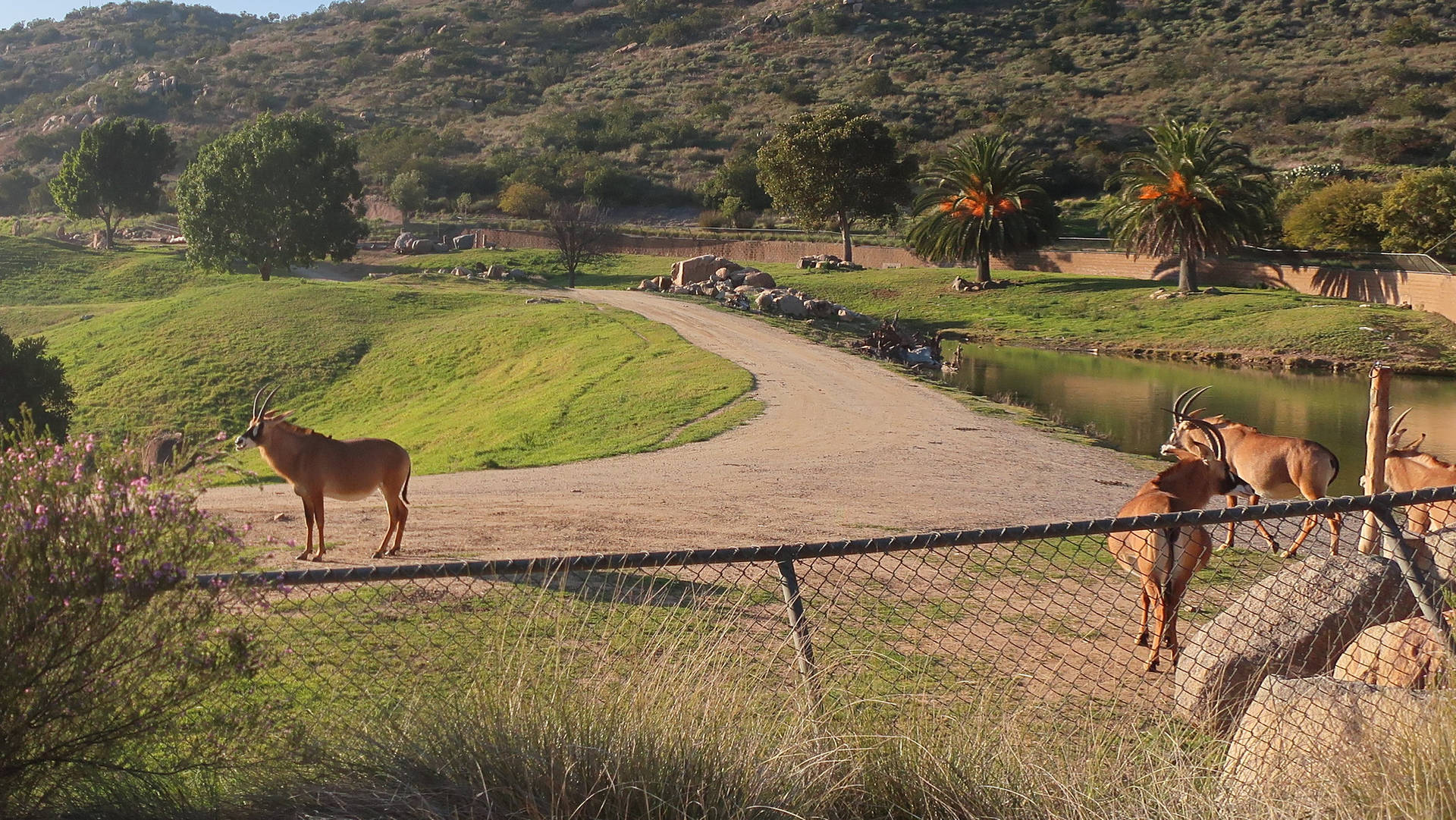 Sandiego Zoo Antilope Di Roan. Sfondo