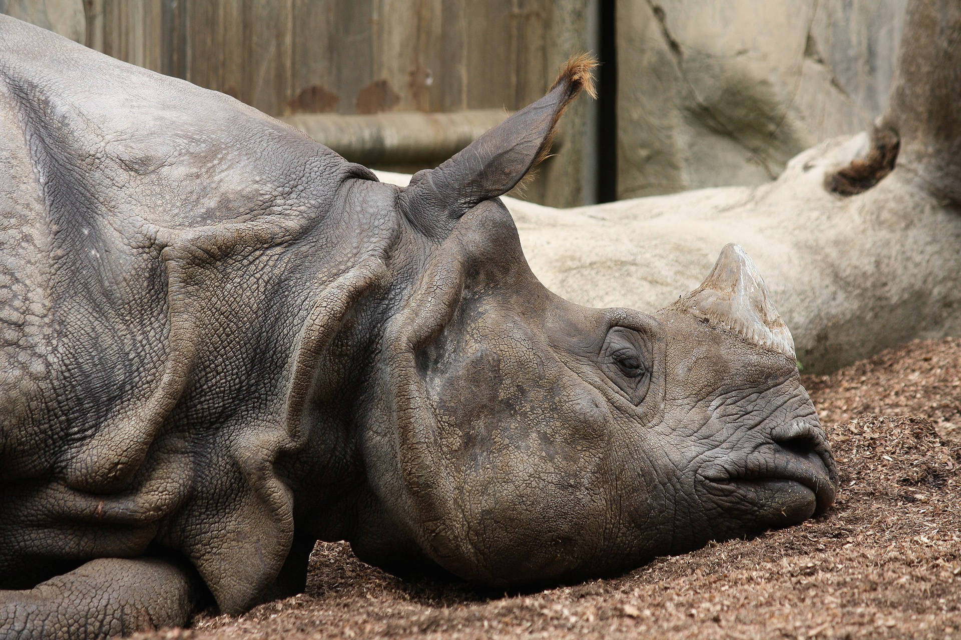 San Diego Zoo Sleepy Rhino Wallpaper