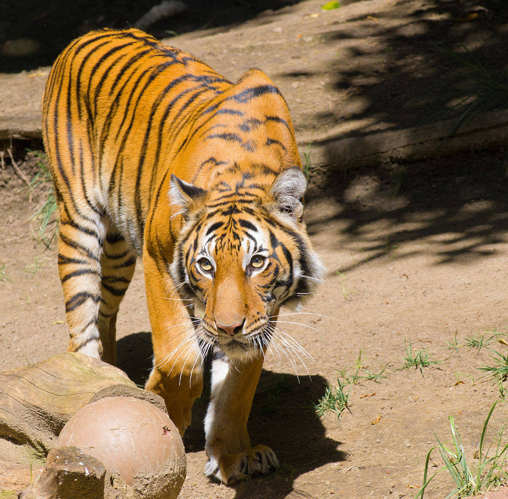 San Diego Zoo Tiger Background