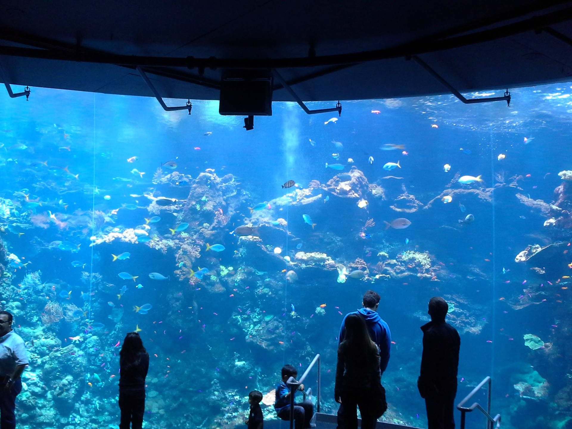 San Francisco Steinhart Aquarium Picture