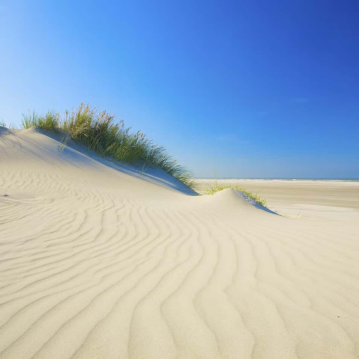 Grass On Sand With Blue Sky Picture